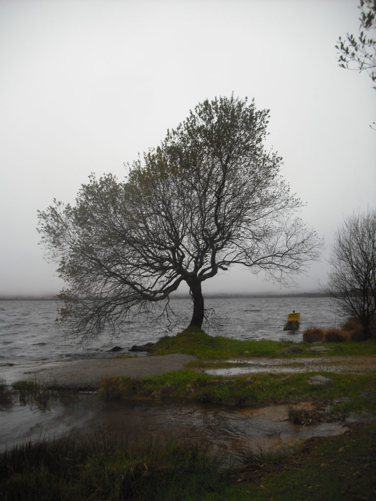 La imagen tiene un atributo ALT vacío; su nombre de archivo es arbre-3.jpg